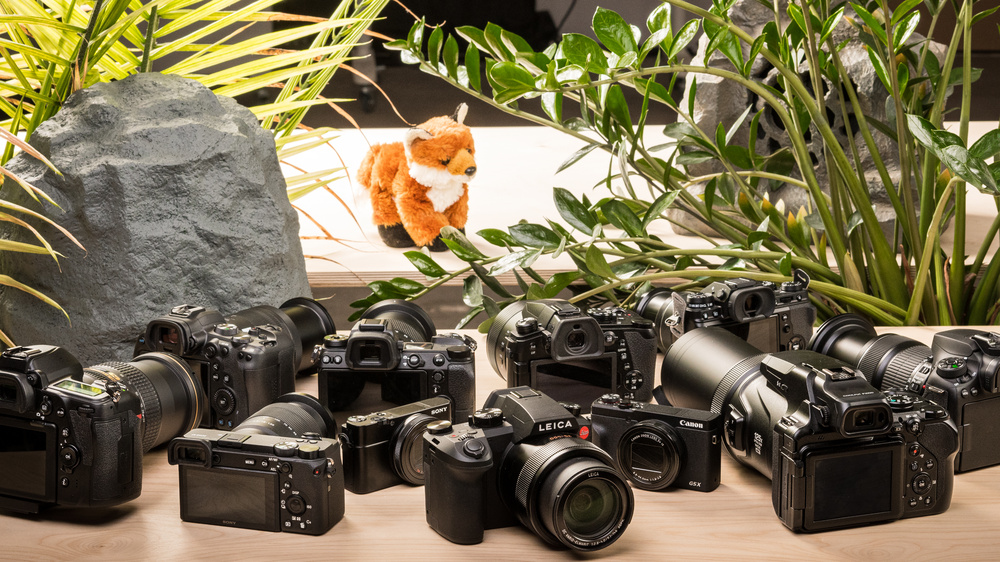 The 7 Best Cameras For Wildlife Photography